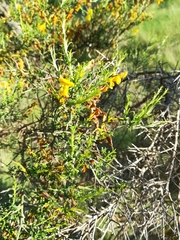 Genista scorpius