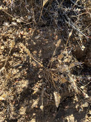 (c) Daniel Kennedy, some rights reserved (CC BY) Plantago erecta, photograph (c) Daniel Kennedy, some rights reserved (CC BY)