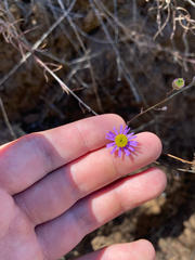 Erigeron foliosus, photograph (c) Daniel Kennedy, some rights reserved (CC BY)