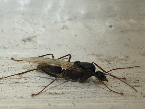Tropical Carpenter Ant