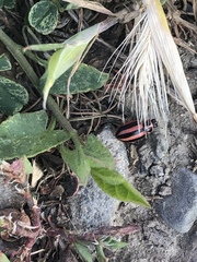 Paranaemia vittigera