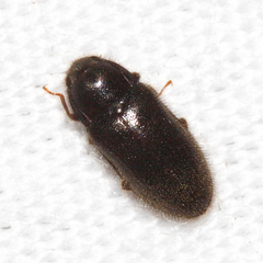 Dryopidae