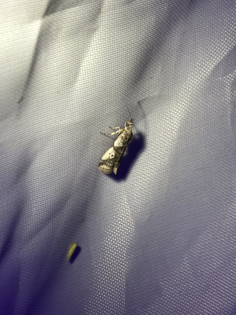 Cranberry Fruitworm Moth and Allies