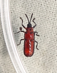Chalepus bicolor