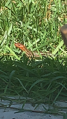 Plestiodon laticeps