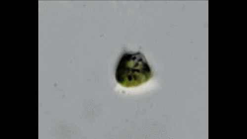 Tetraedron pentaedricum