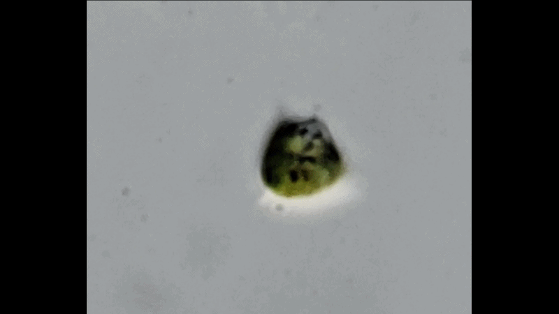 Tetraedron pentaedricum