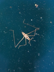 Microvelia longipes