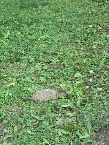 Groundhog
