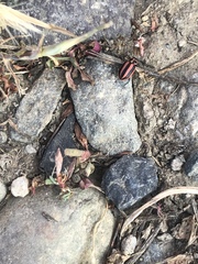 Paranaemia vittigera