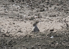 Geositta peruviana