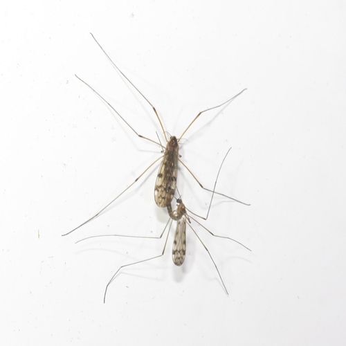 Neolimonia argenteceps