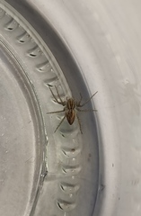Oxyopes lineatus
