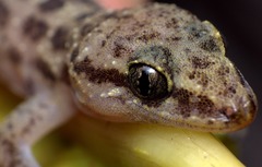 Hemidactylus angulatus