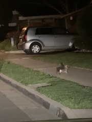 Sylvilagus audubonii