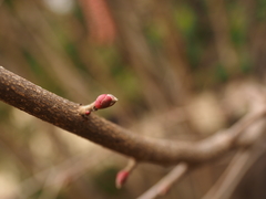 Corylus maxima