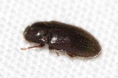 Dryopidae
