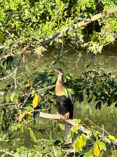 Anhinga