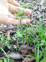 Cyperus tenuis