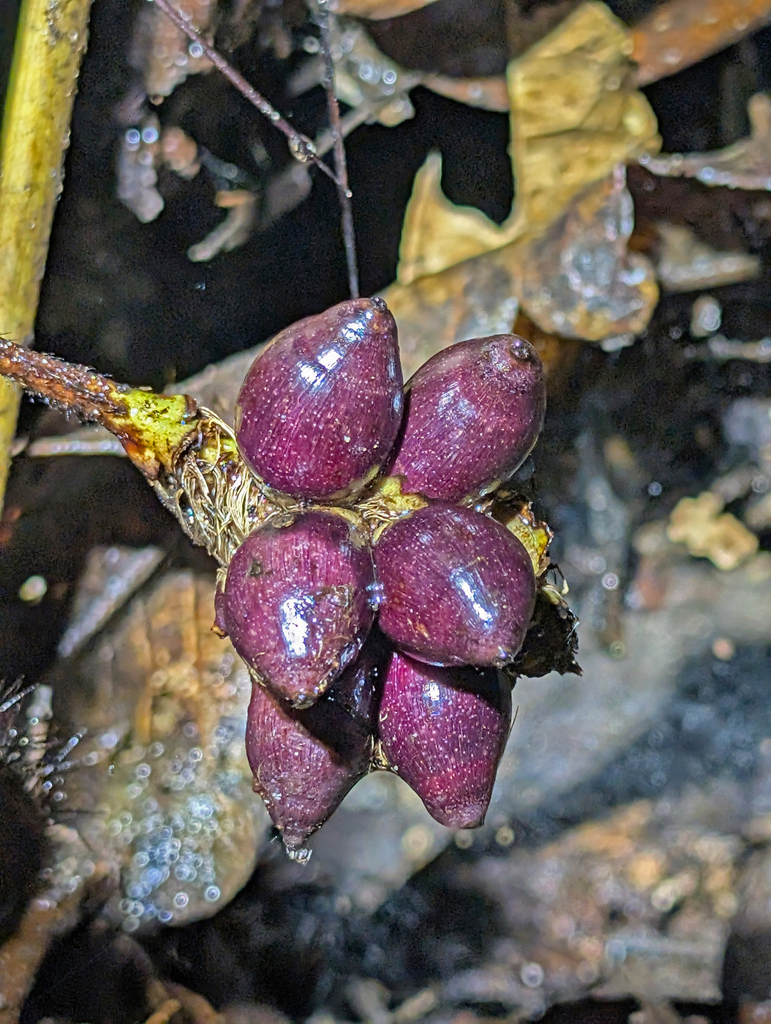 Bactris gastoniana