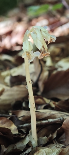 pinesap