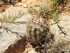 Echinomastus intertextus