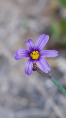 Sisyrinchium idahoense, photograph (c) Daughter Dad, some rights reserved (CC BY)