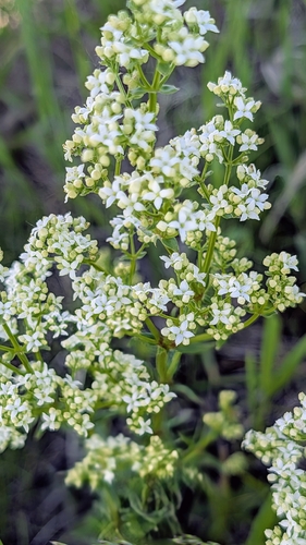 Northern Bedstraw