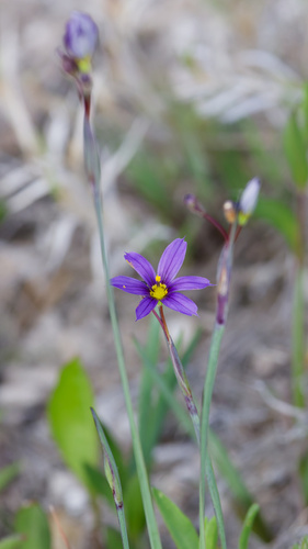 Sisyrinchium idahoense, photograph 4