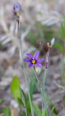Sisyrinchium idahoense, photograph (c) Daughter Dad, some rights reserved (CC BY)