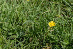 Ranunculus auricomus, photograph (c) Victor Heng, some rights reserved (CC BY-SA)