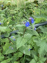 Pentaglottis sempervirens
