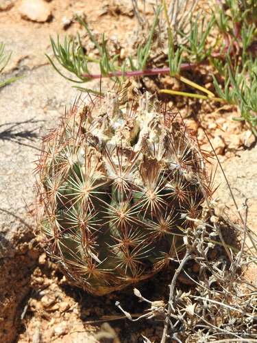 Sclerocactus intertextus