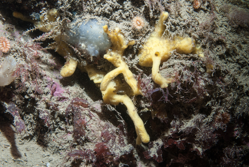 yellow-fingered horny sponge