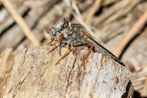 iNaturalist observation photo of Stenopogonini