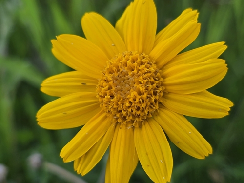 Arnica fulgens observed 2026-06-27