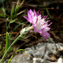 Centaurea crocodylium