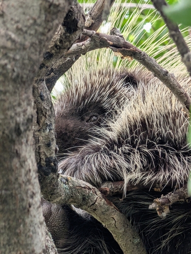 North American Porcupine