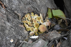 Armillaria