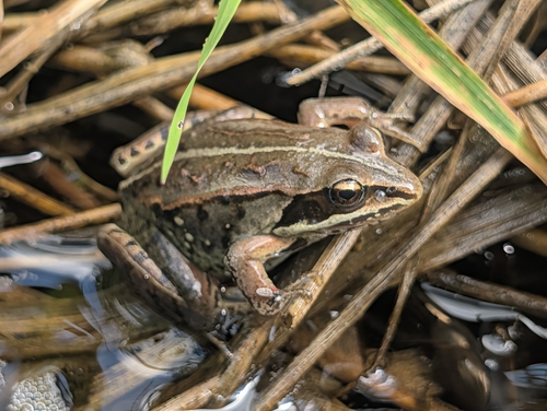 Wood Frog