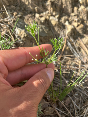 Apiastrum angustifolium