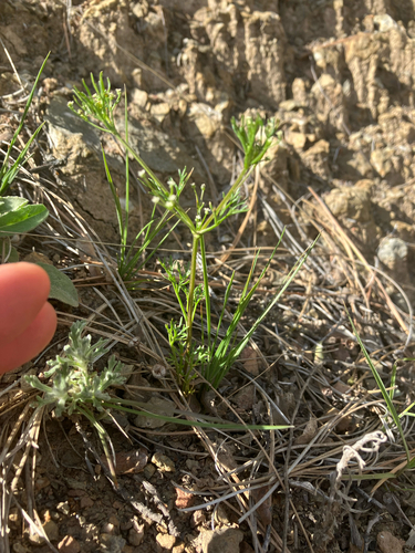 Apiastrum angustifolium, photograph 2