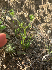 Apiastrum angustifolium, photograph author not stated, no rights reserved