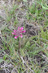 Pedicularis dasystachys