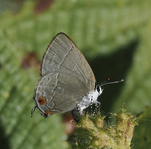 Nicolaea munditia