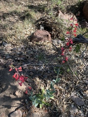 Penstemon wrightii