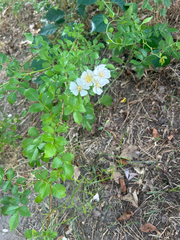 multiflora rose