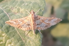 Sameodes cancellalis