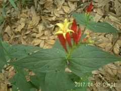 Spigelia marilandica