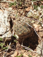 Echinomastus intertextus